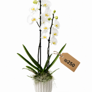 Fresh Orchid in Vase